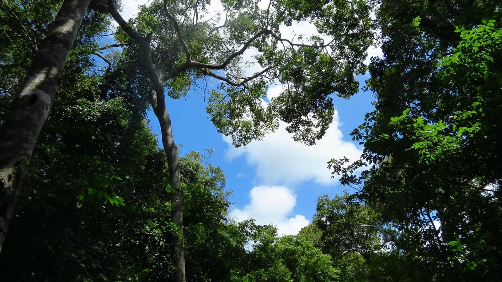 Arabuko-Sokoke Forest, nei dintorni di Nuru Luxury Villa a Watamu