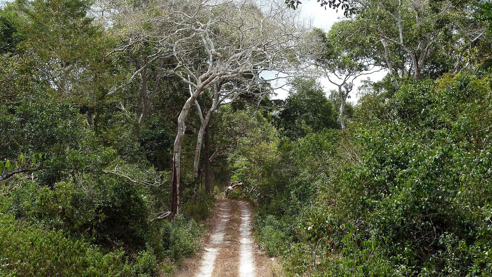 Una pista sterrata che attraversa la vegetazione fitta della foresta di Arabuko-Sokoke