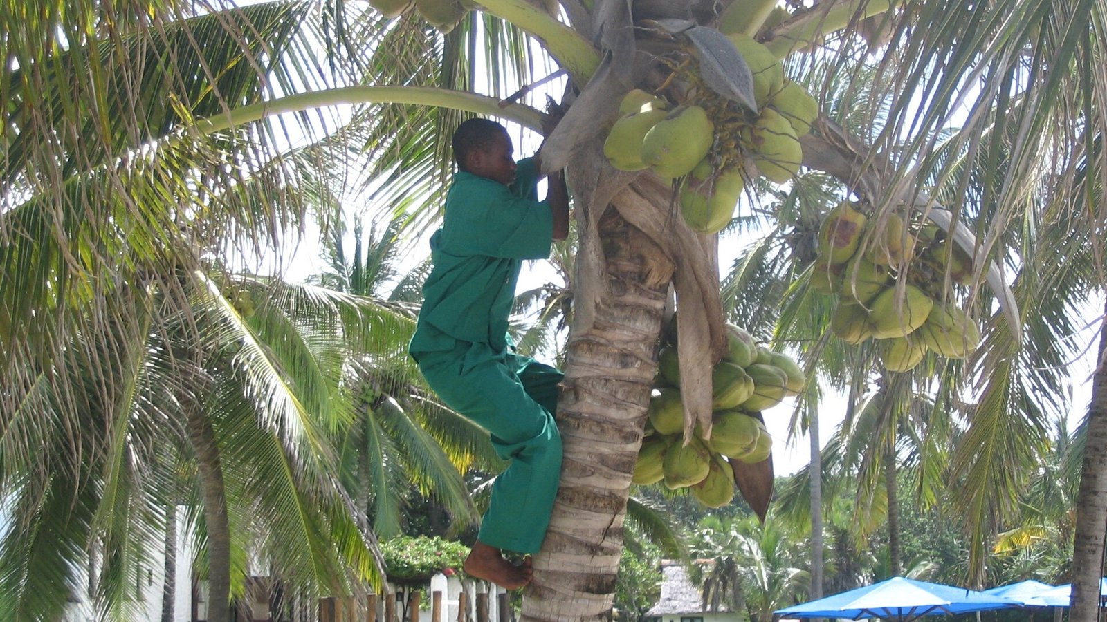 Raccolta delle noci di cocco da una palma lungo la costa dell'Oceano Indiano in Kenya