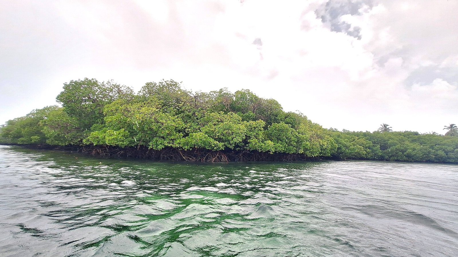 Un isolotto di mangrovie circondato dalle acque turchesi della costa di Watamu
