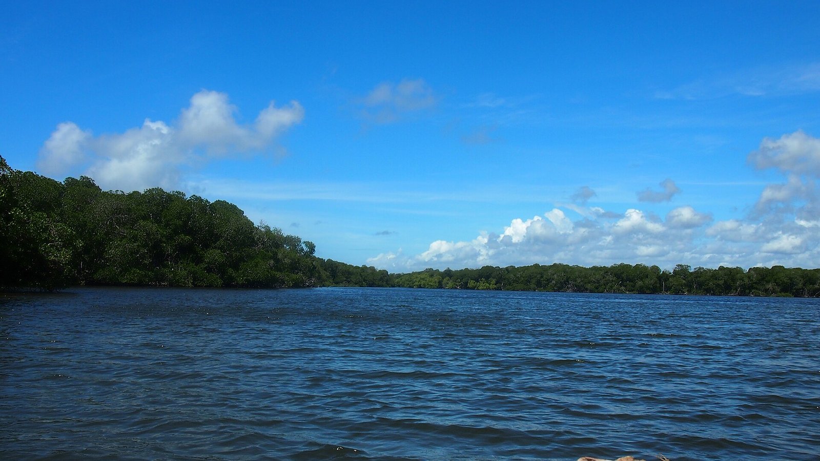 Le acque calme di Mida Creek circondate dalle foreste di mangrovie