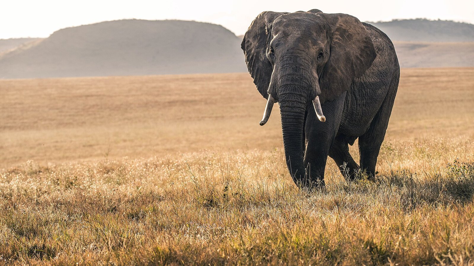 Un elefante attraversa la savana secca dello Tsavo, con le colline sullo sfondo